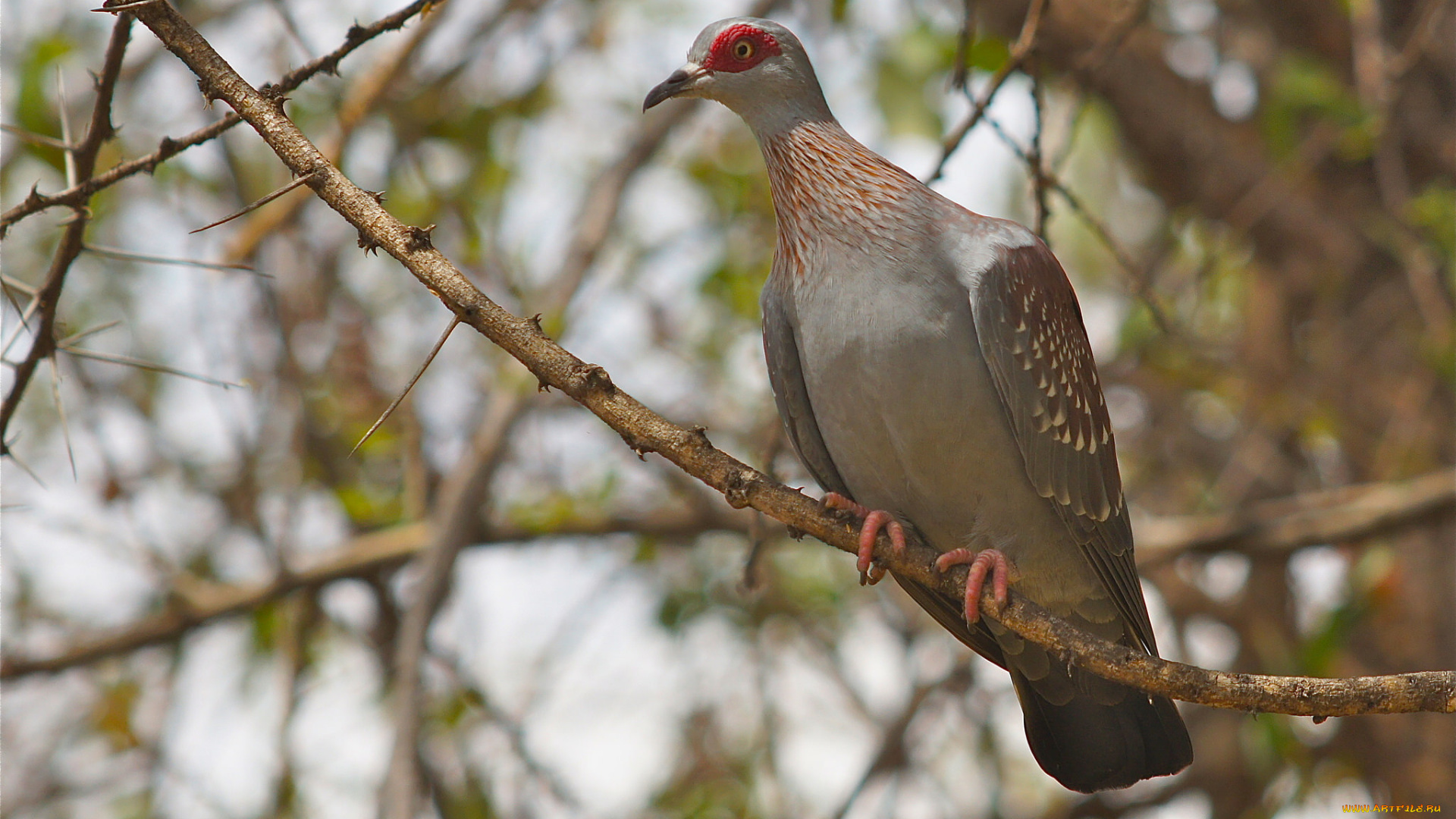 животные, голуби, птичка