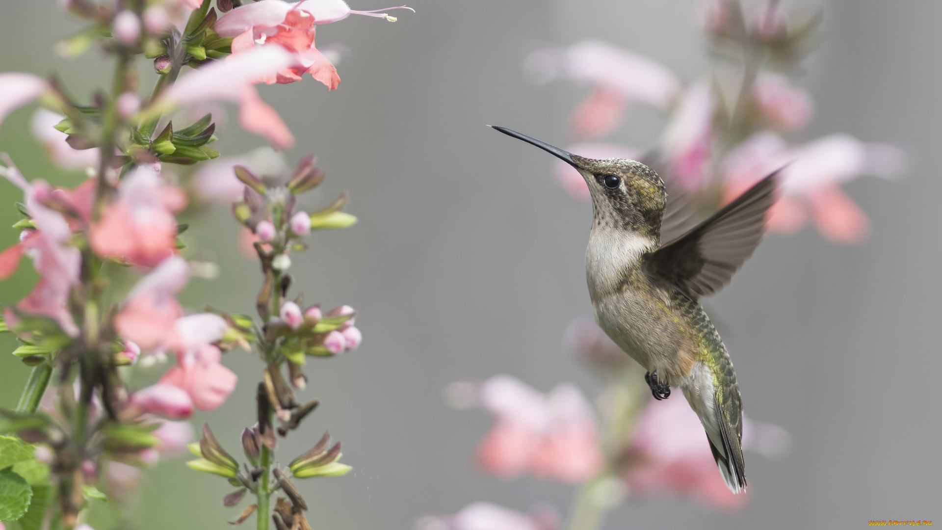 животные, колибри, птичка