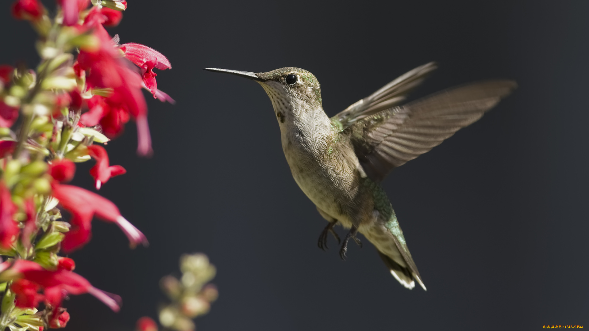 животные, колибри, птичка