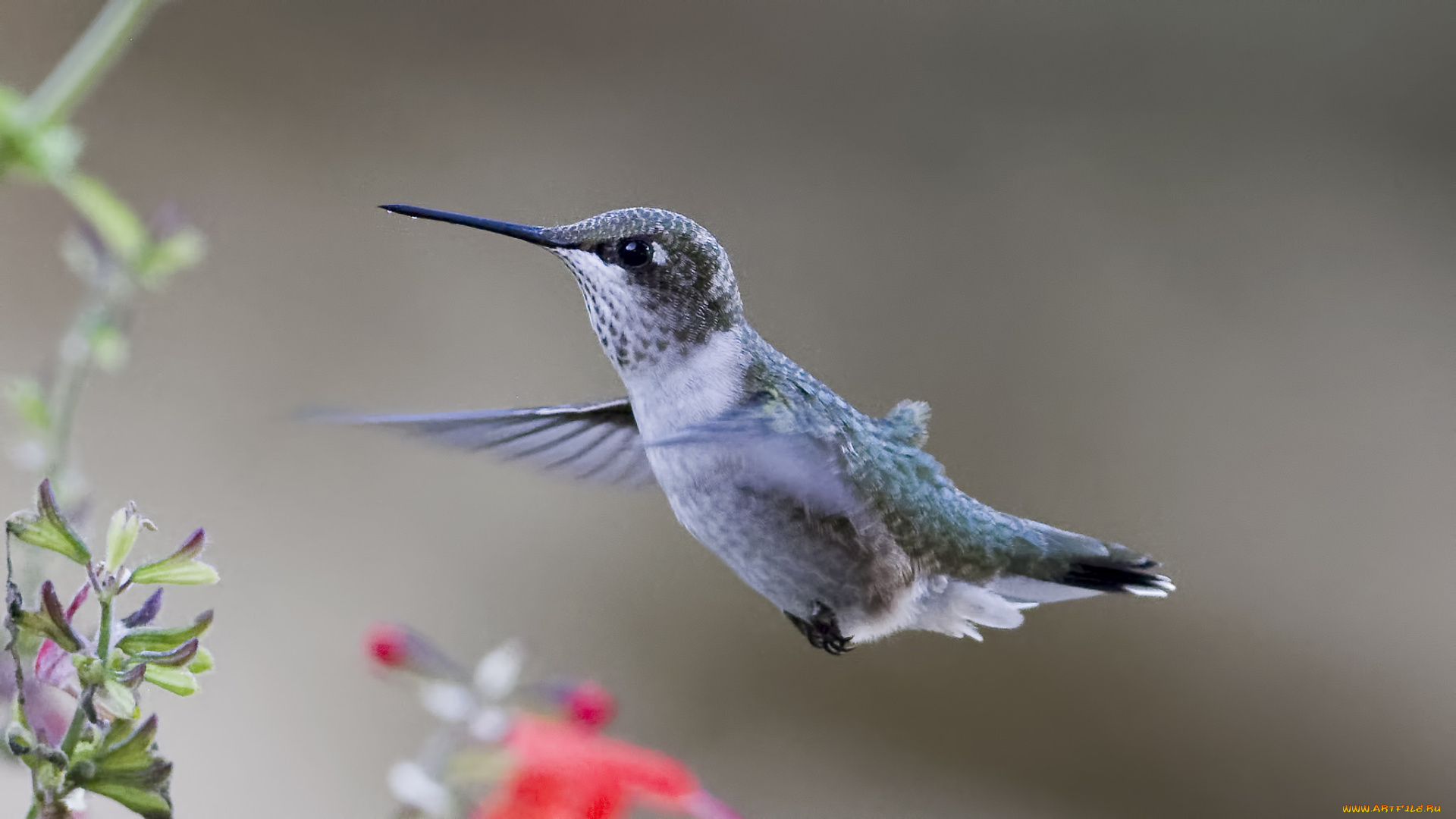 животные, колибри, птичка