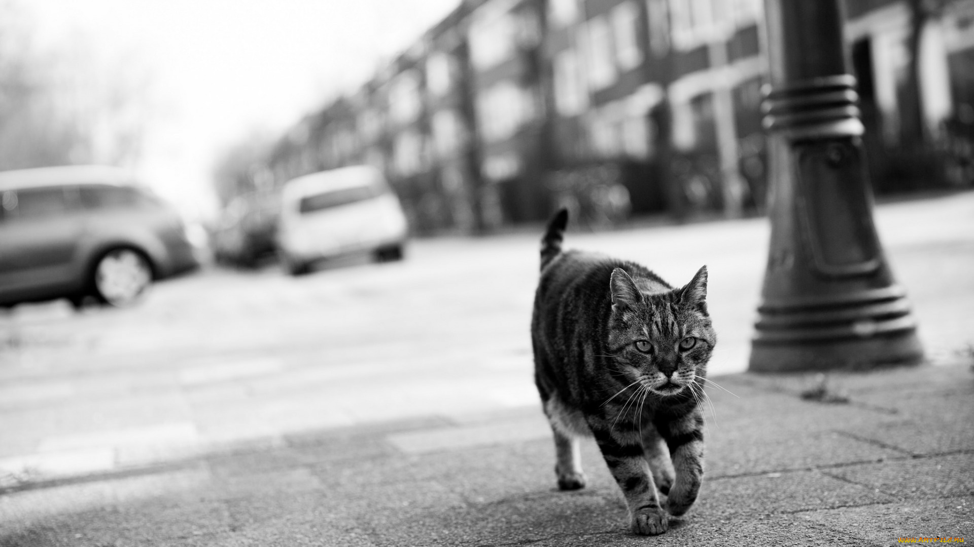 животные, коты, черно-белое, фото