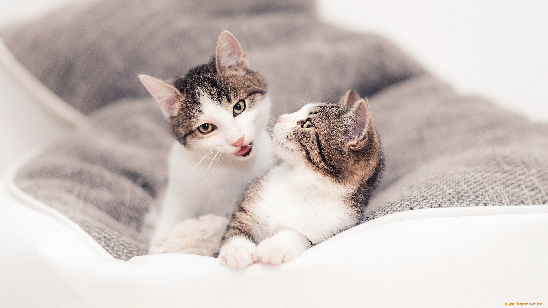 животные, коты, двое