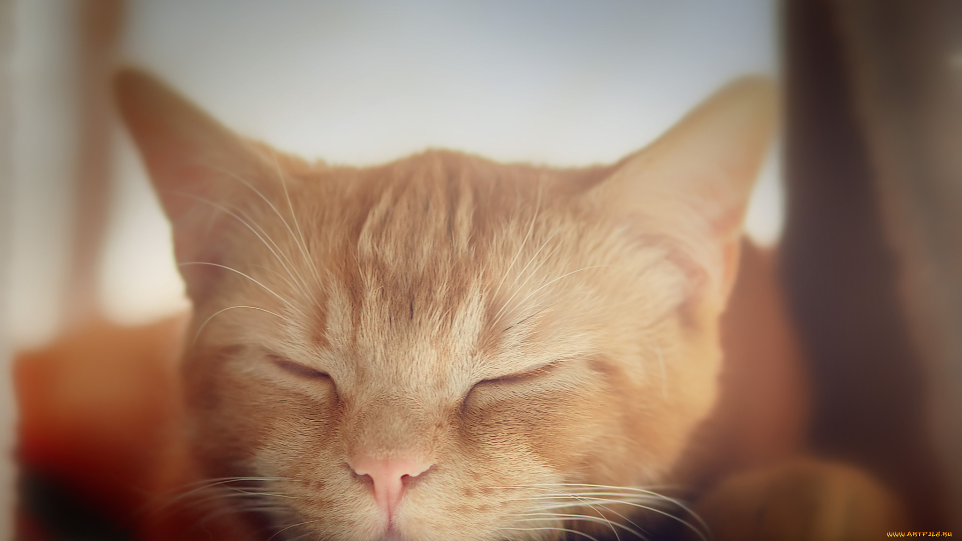 животные, коты, кошка, спит, котёнок, коте, рыжая, морда, кот