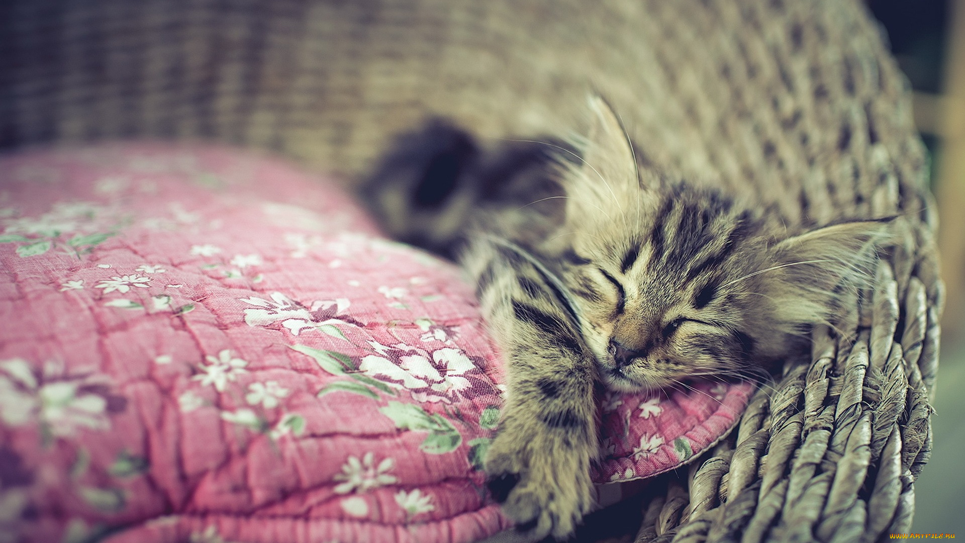 животные, коты, котенок