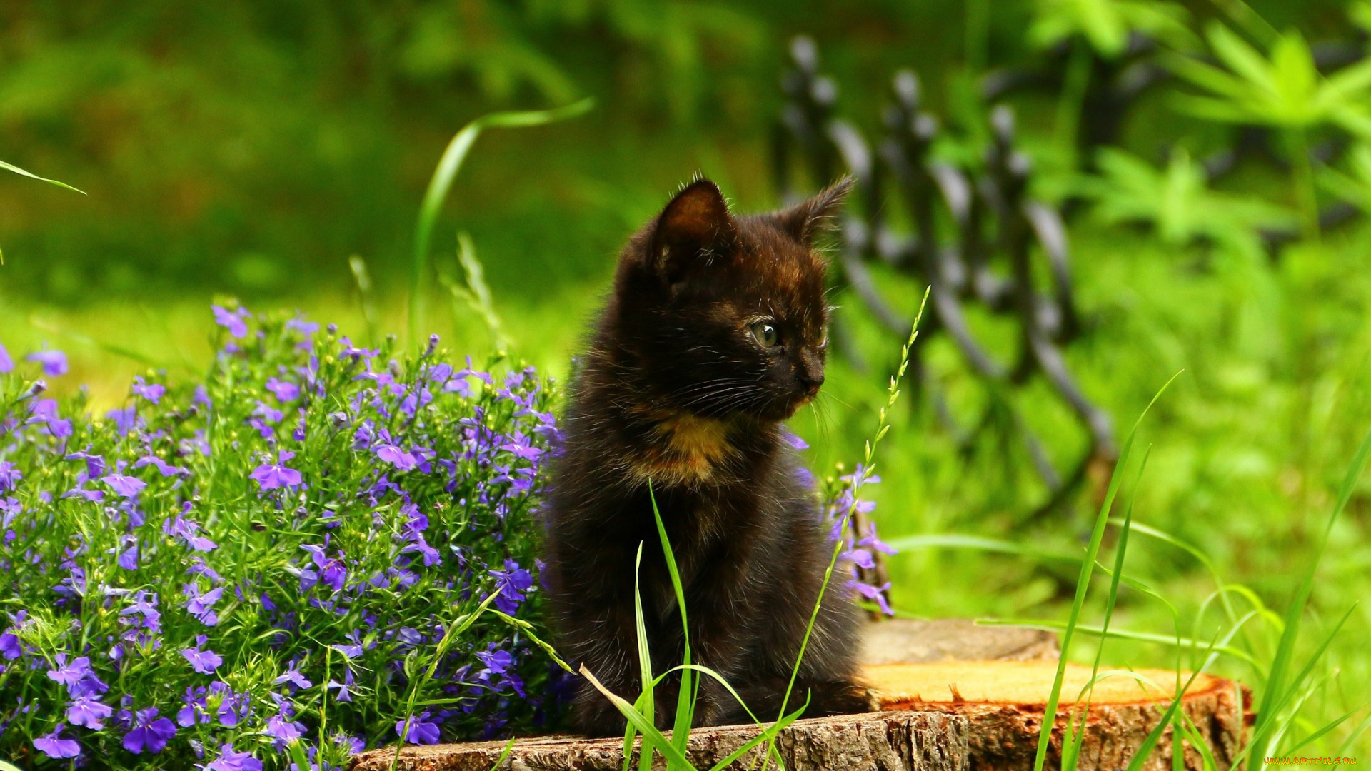 животные, коты, котенок, черный, цвет