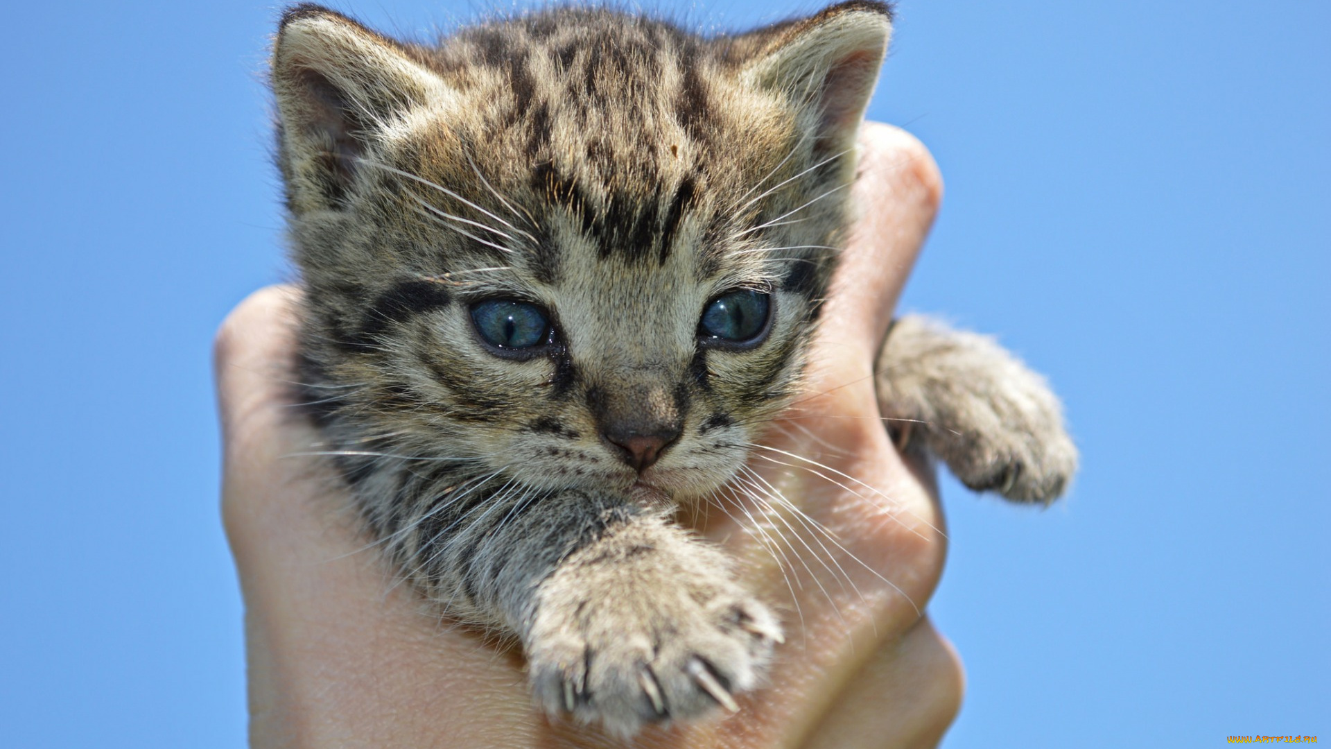 животные, коты, котенок, рука