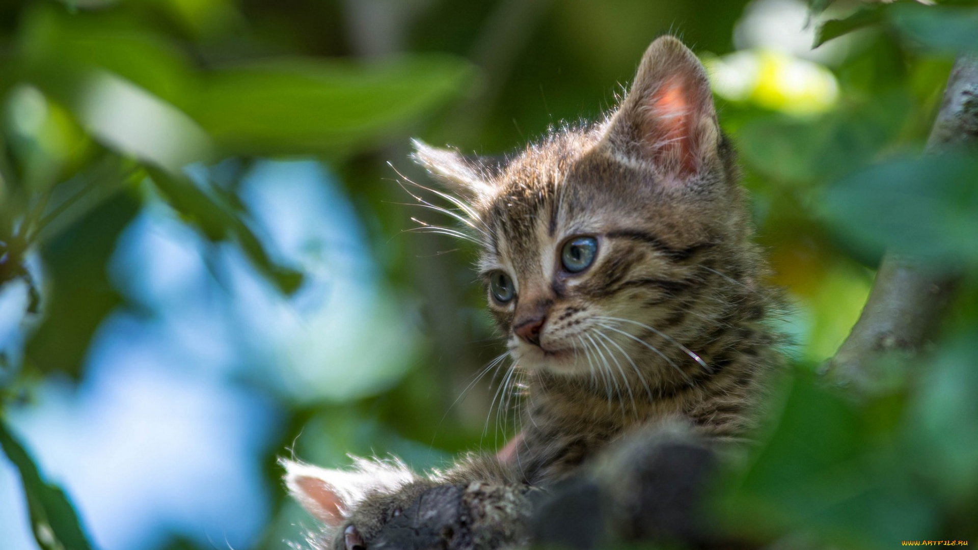животные, коты, листья, котенок