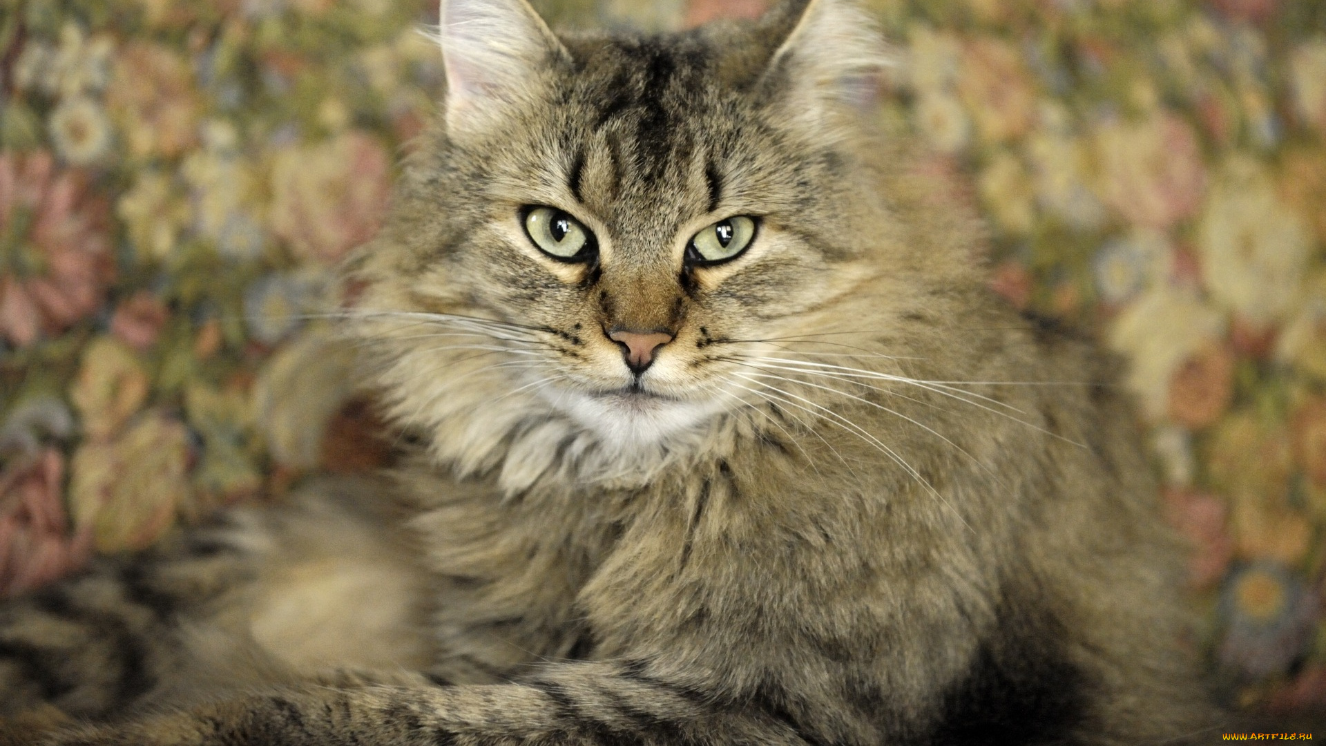 животные, коты, морда, взгляд