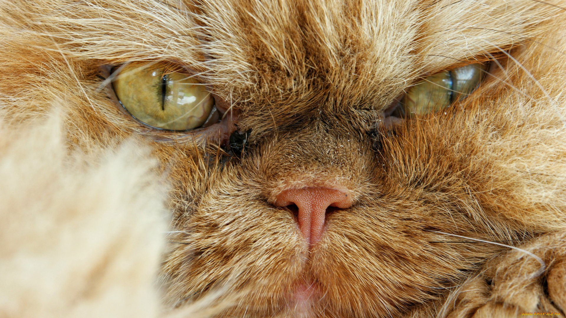 животные, коты, морда, взгляд