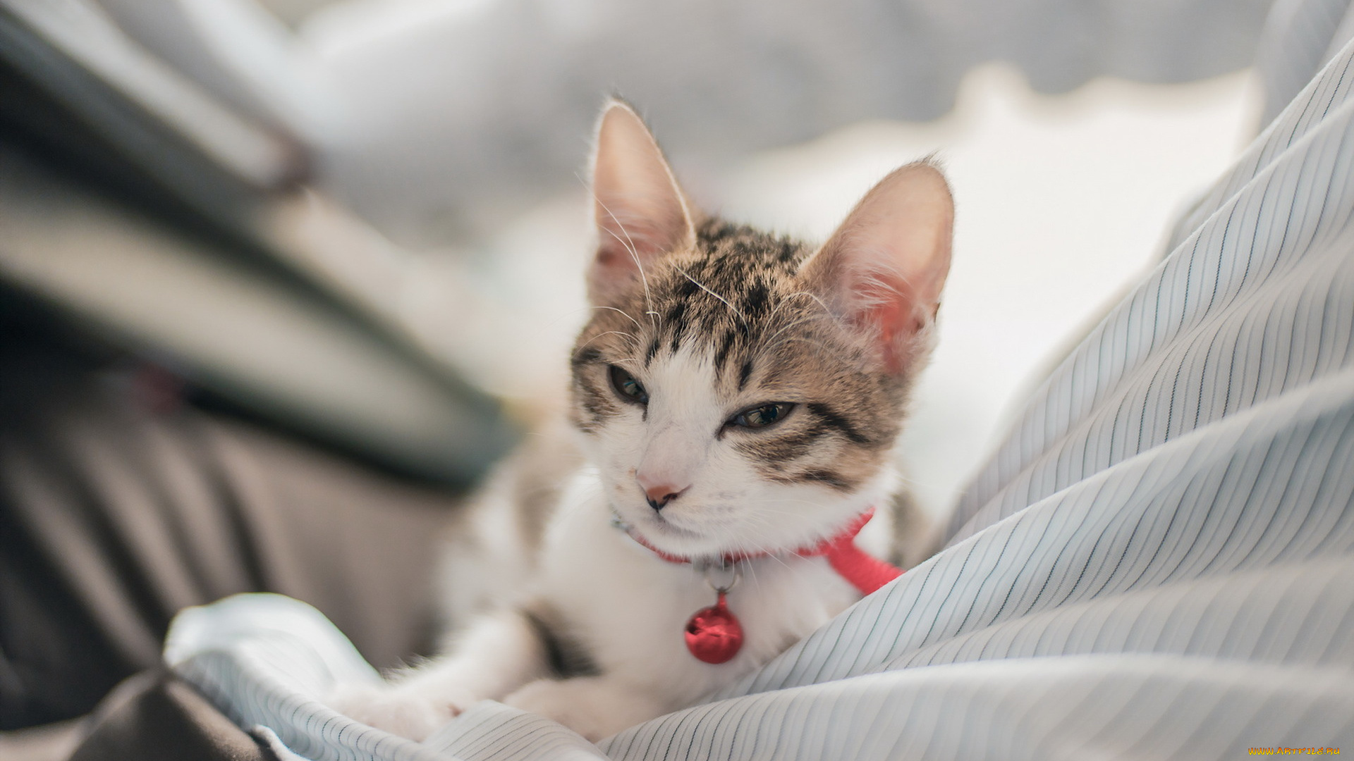 животные, коты, ошейник