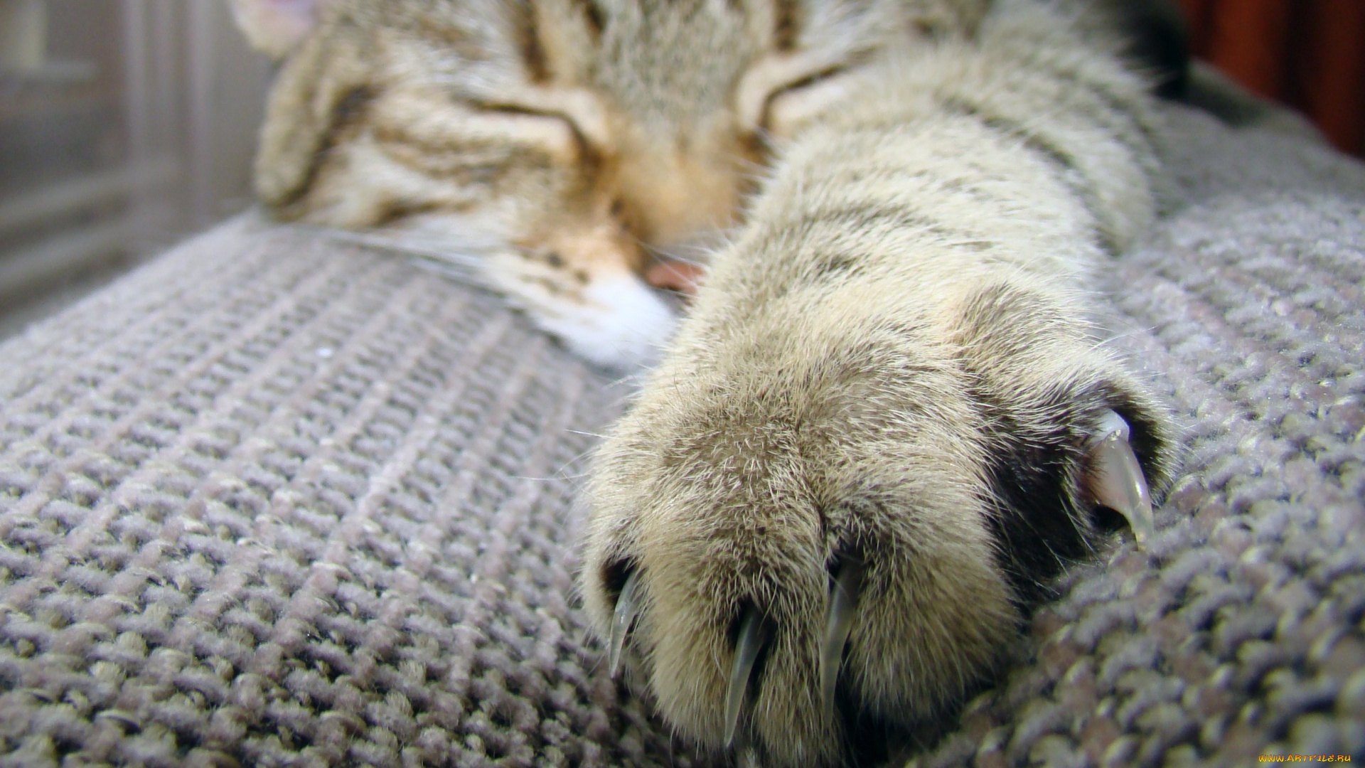 животные, коты, отдых