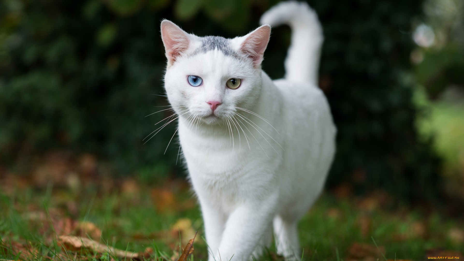 животные, коты, растения, белый, цвет