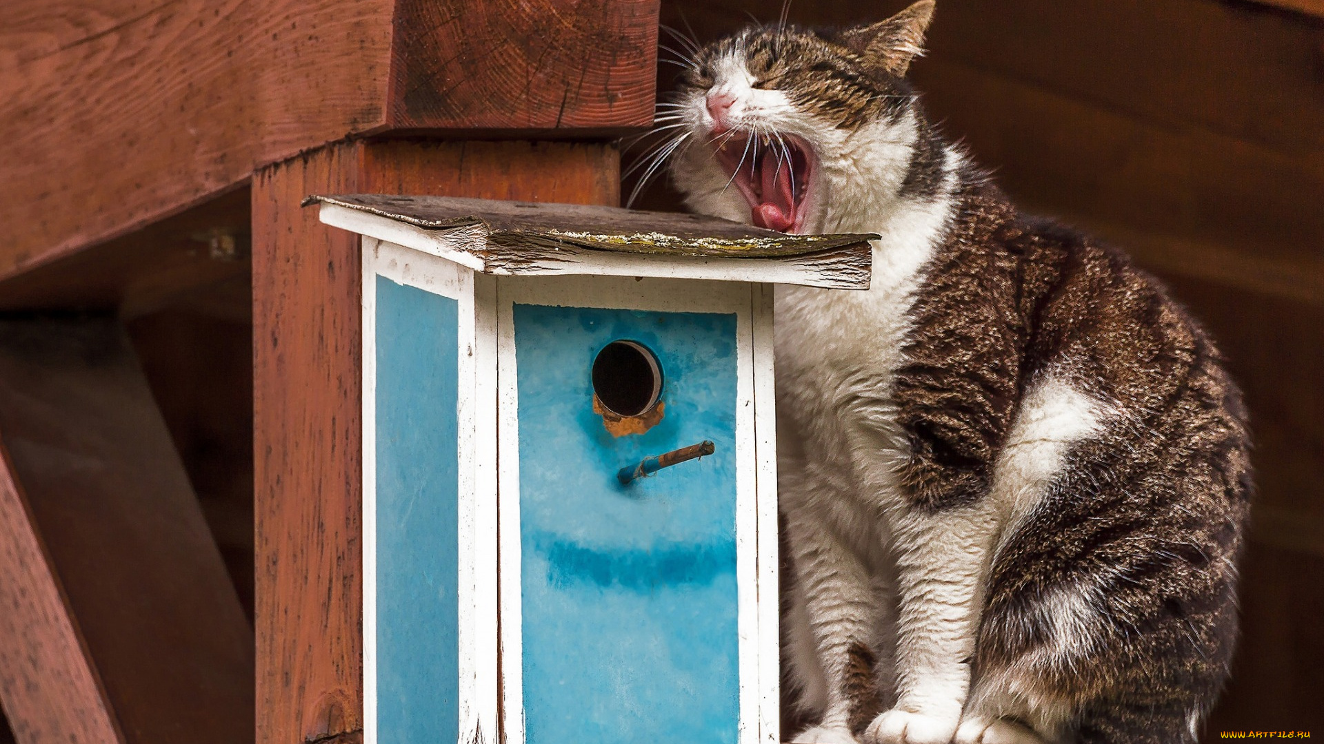 животные, коты, скворечник