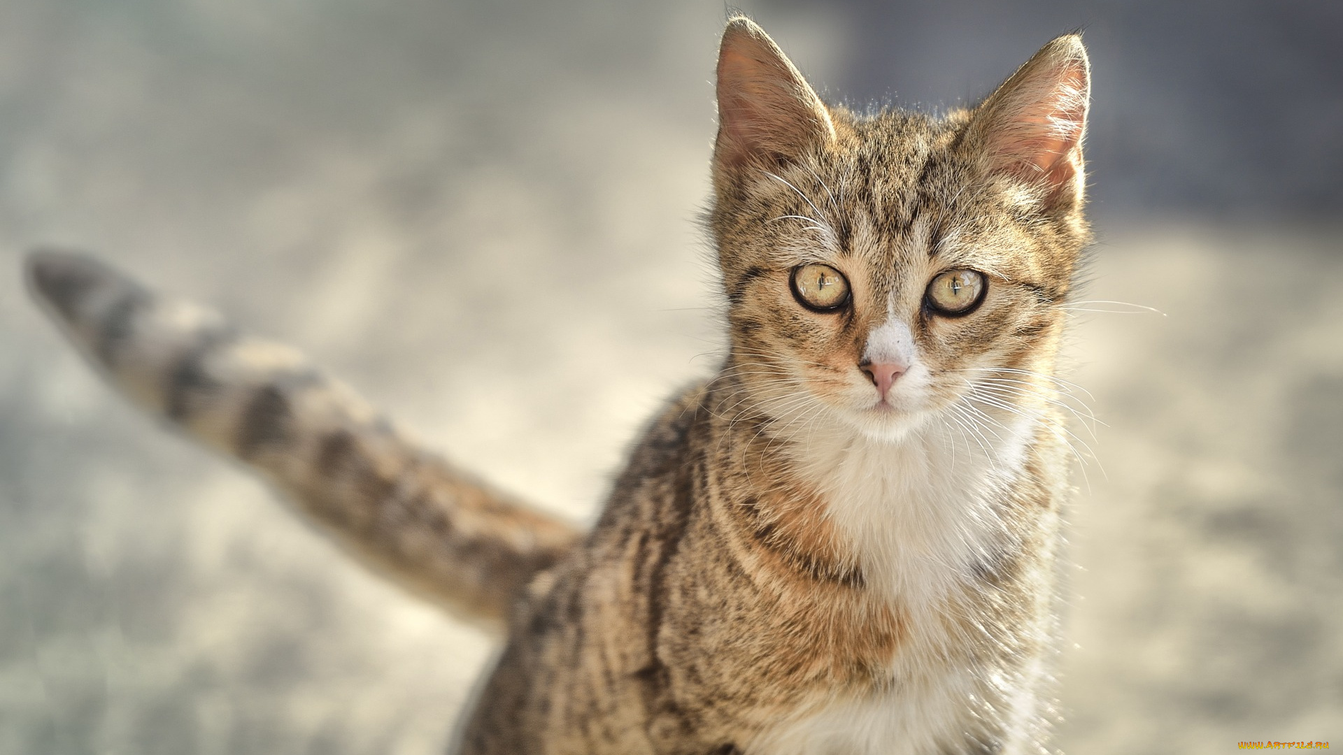 животные, коты, взгляд