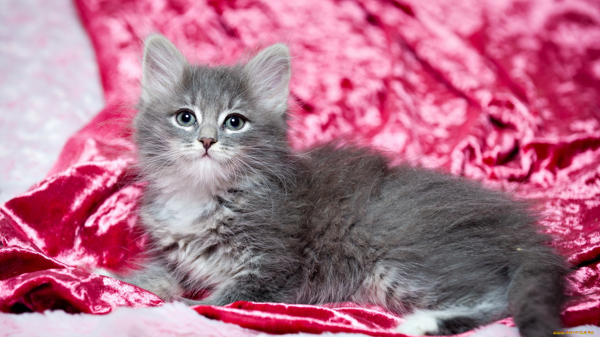 животные, коты, взгляд