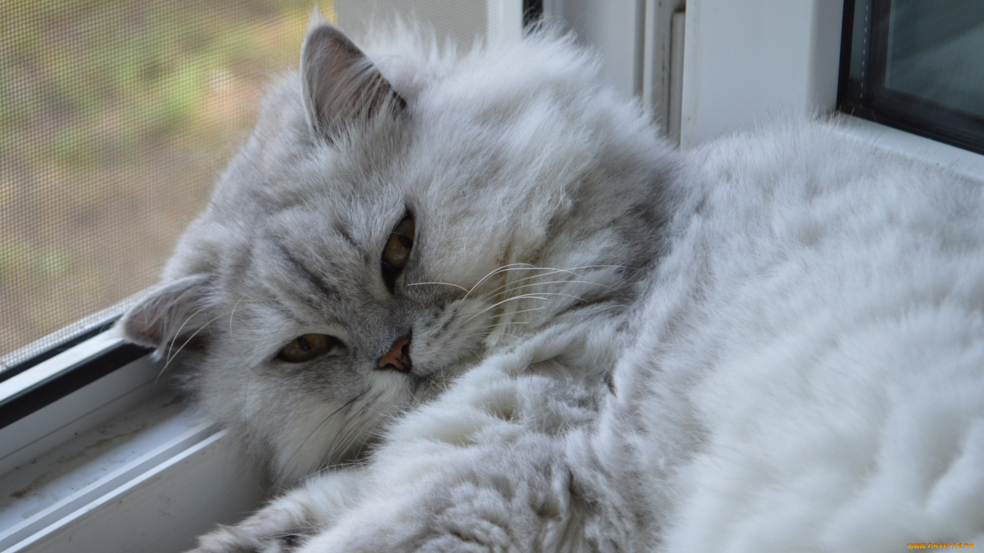 животные, коты, взгляд