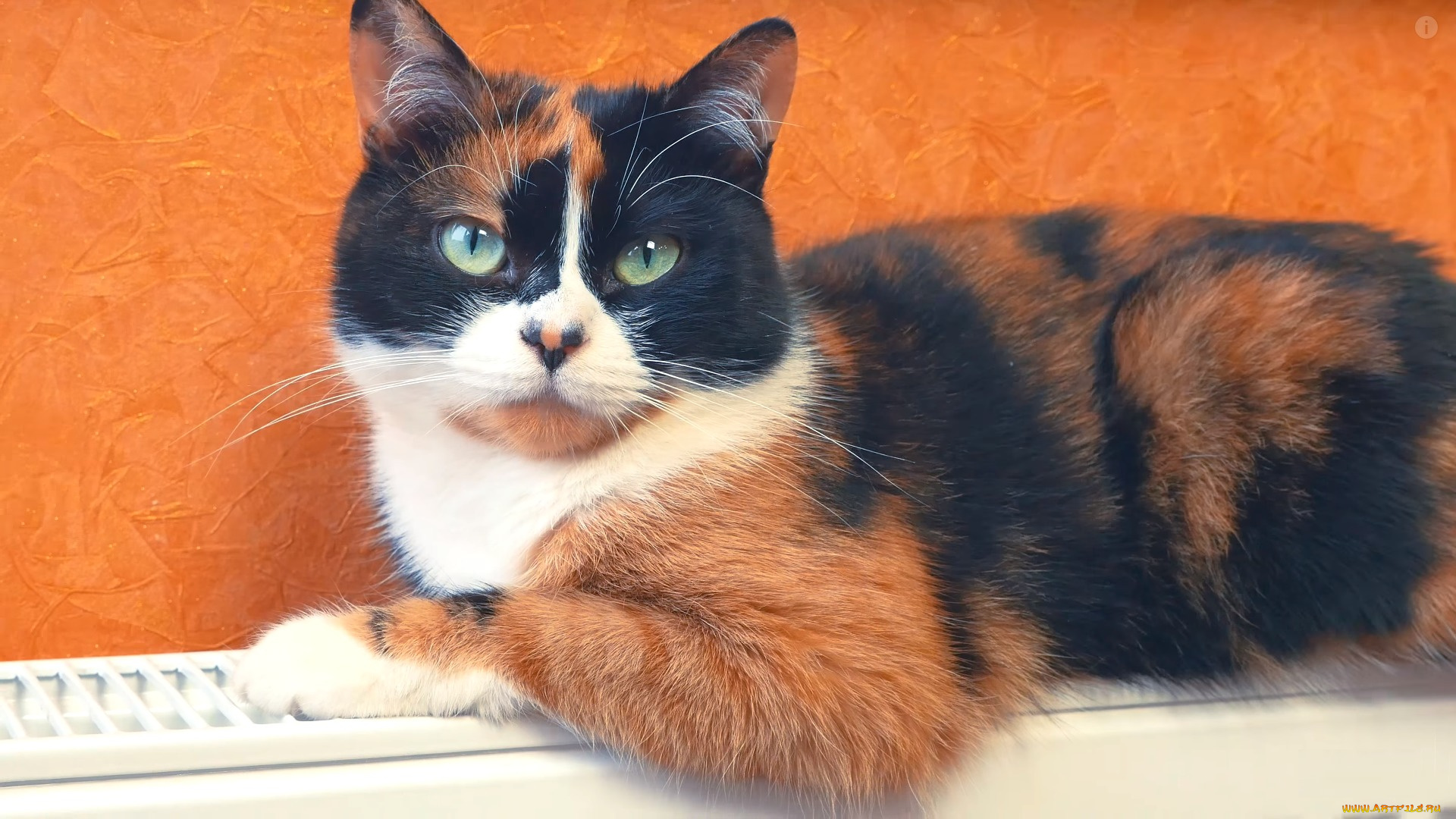 животные, коты, взгляд