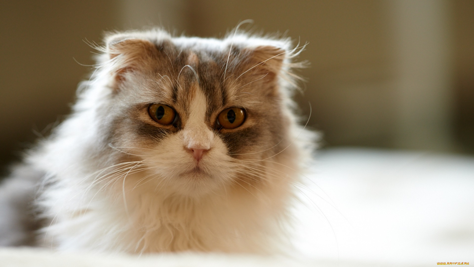 животные, коты, взгляд, морда