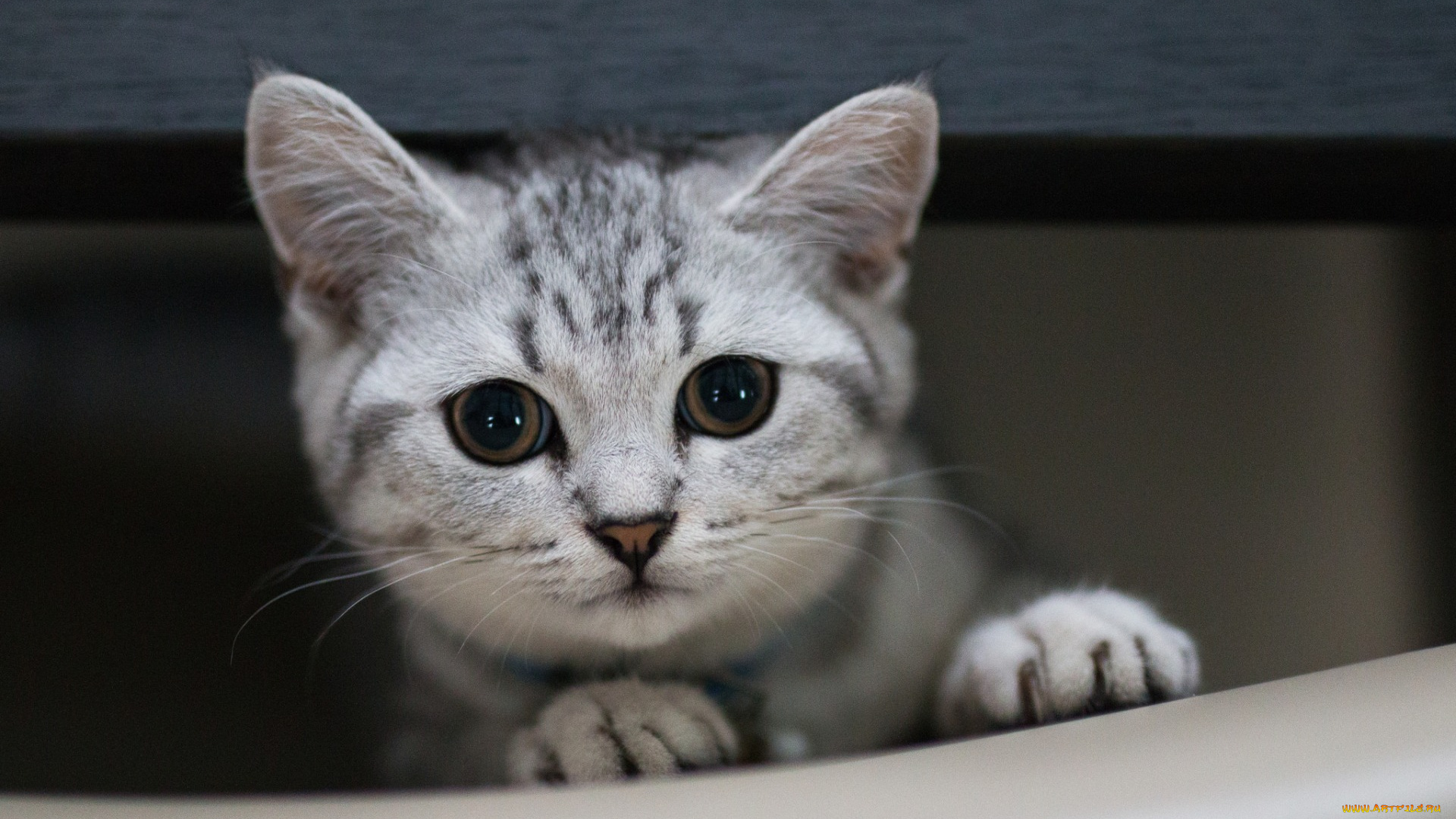 животные, коты, взгляд, морда