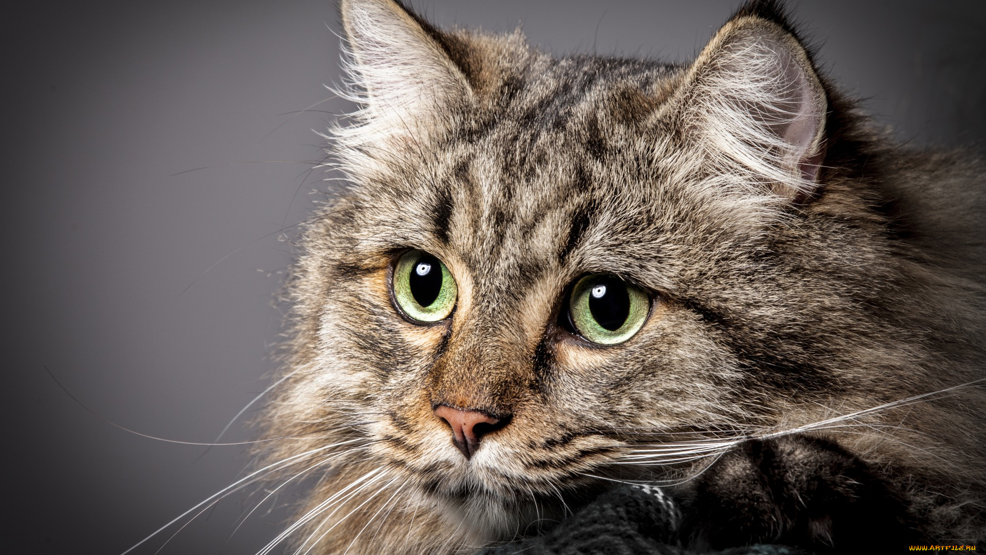 животные, коты, взгляд, морда