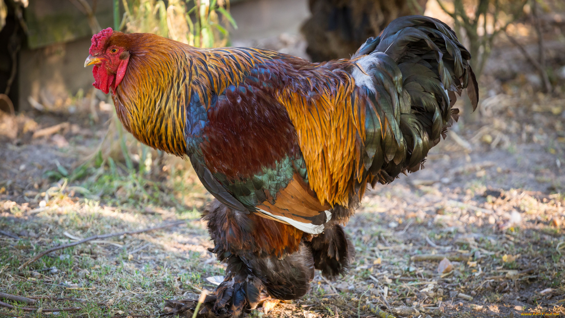 животные, куры, , петухи, птичка