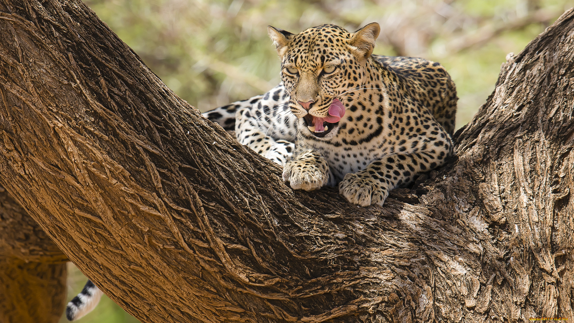 животные, леопарды, самбуру, африка, кения, леопард