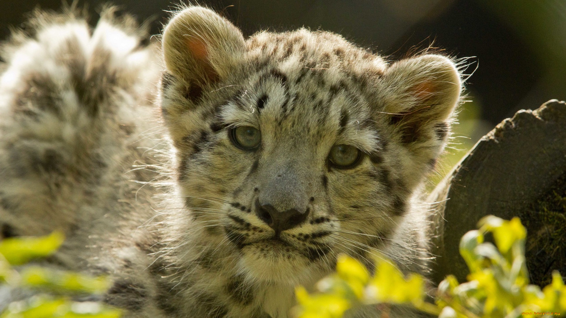 животные, леопарды, взгляд, морда