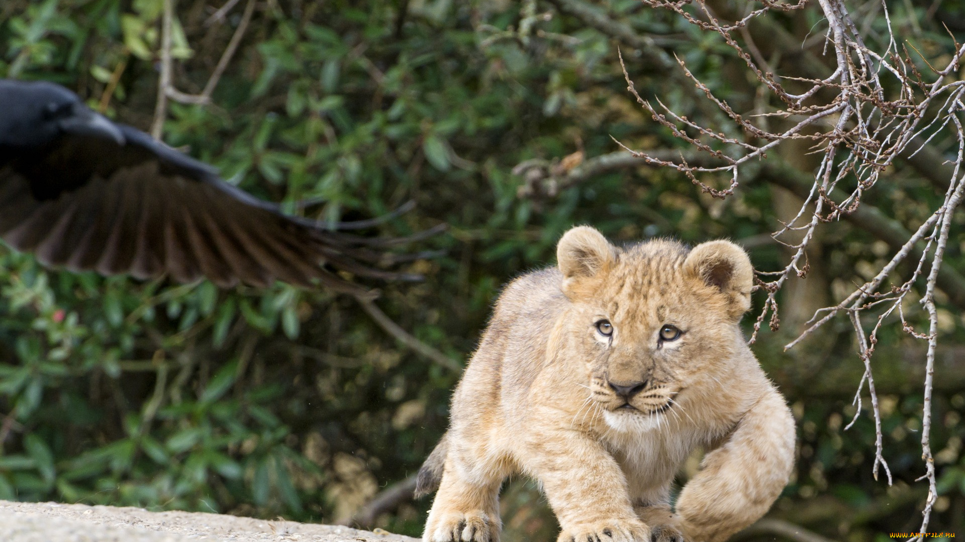 животные, львы, детеныш, птица, растения