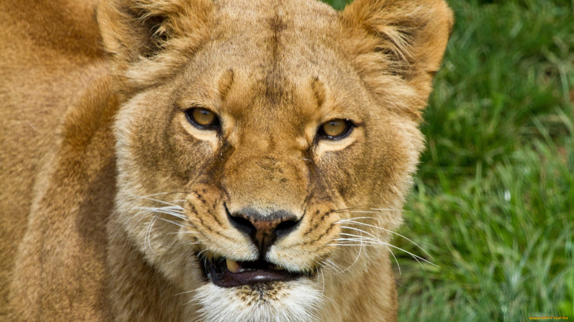 животные, львы, морда