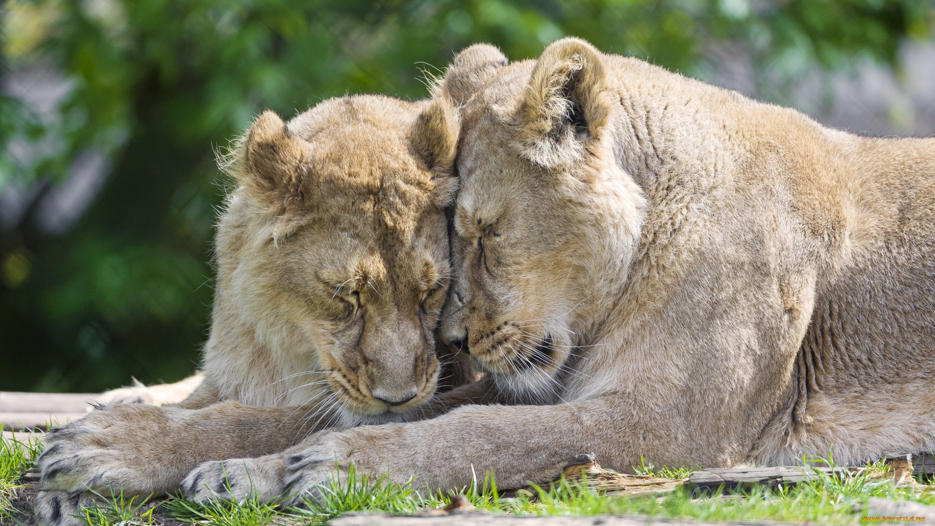животные, львы, растения, двое