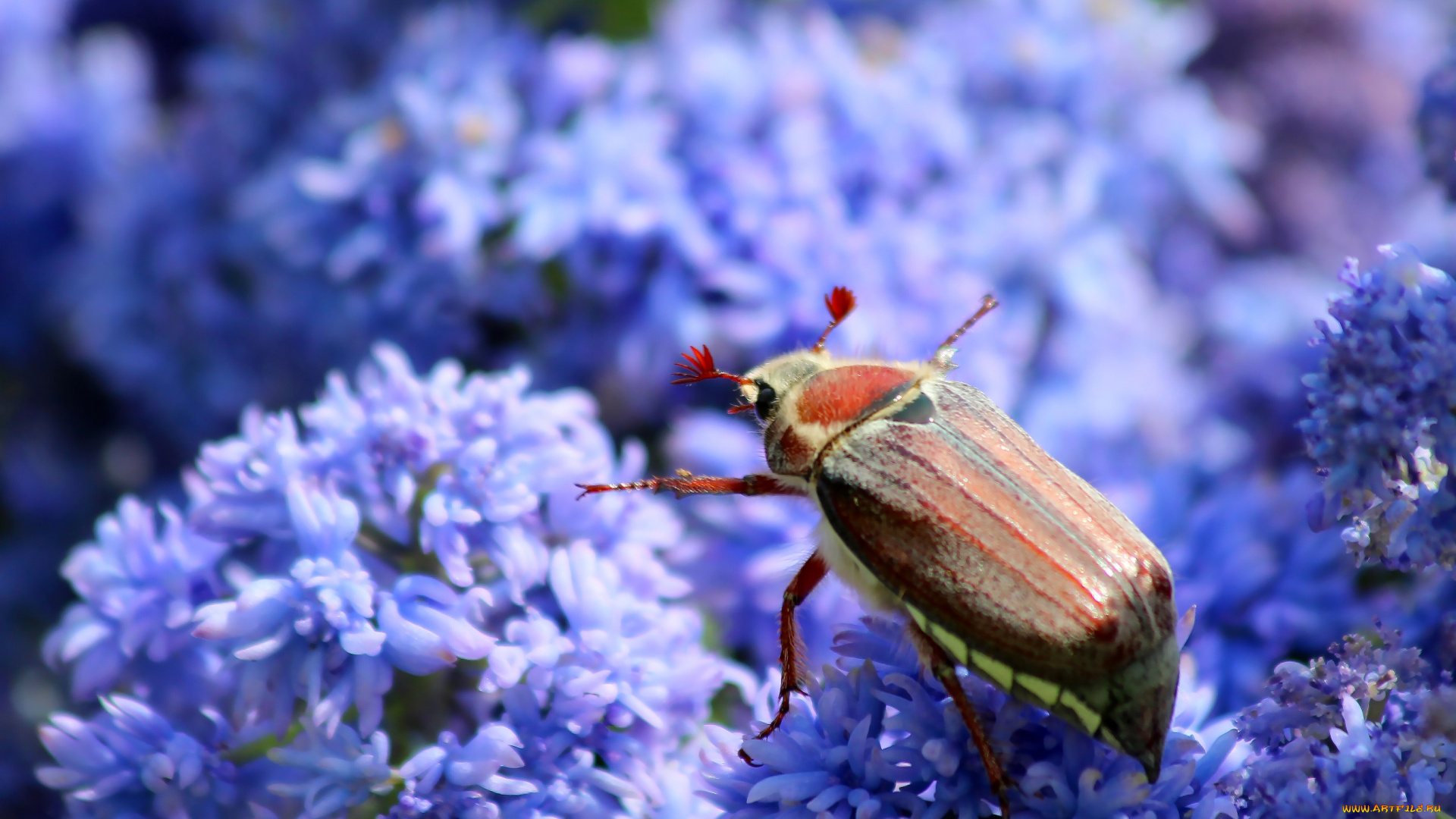 животные, насекомые, природа, дача, майский, жук, весна, цветение