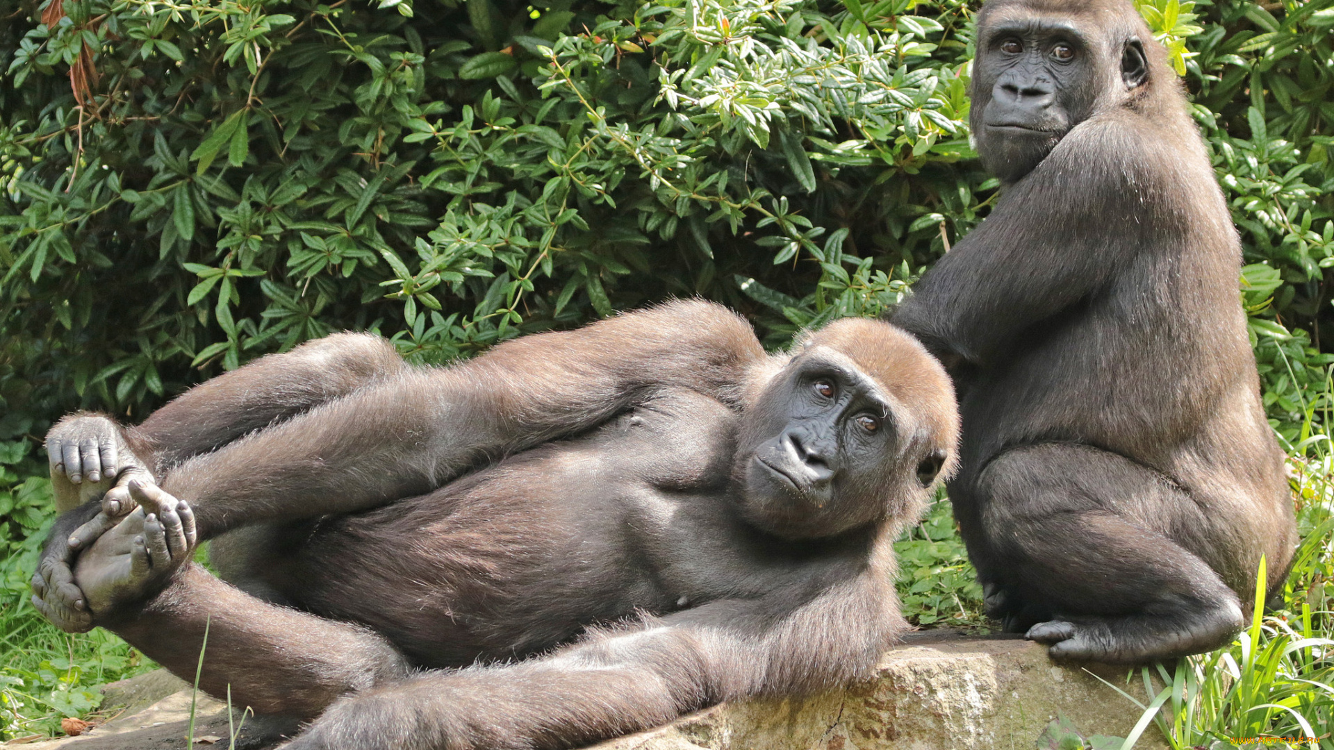 животные, обезьяны, обезьяна, животное, природа, зоо