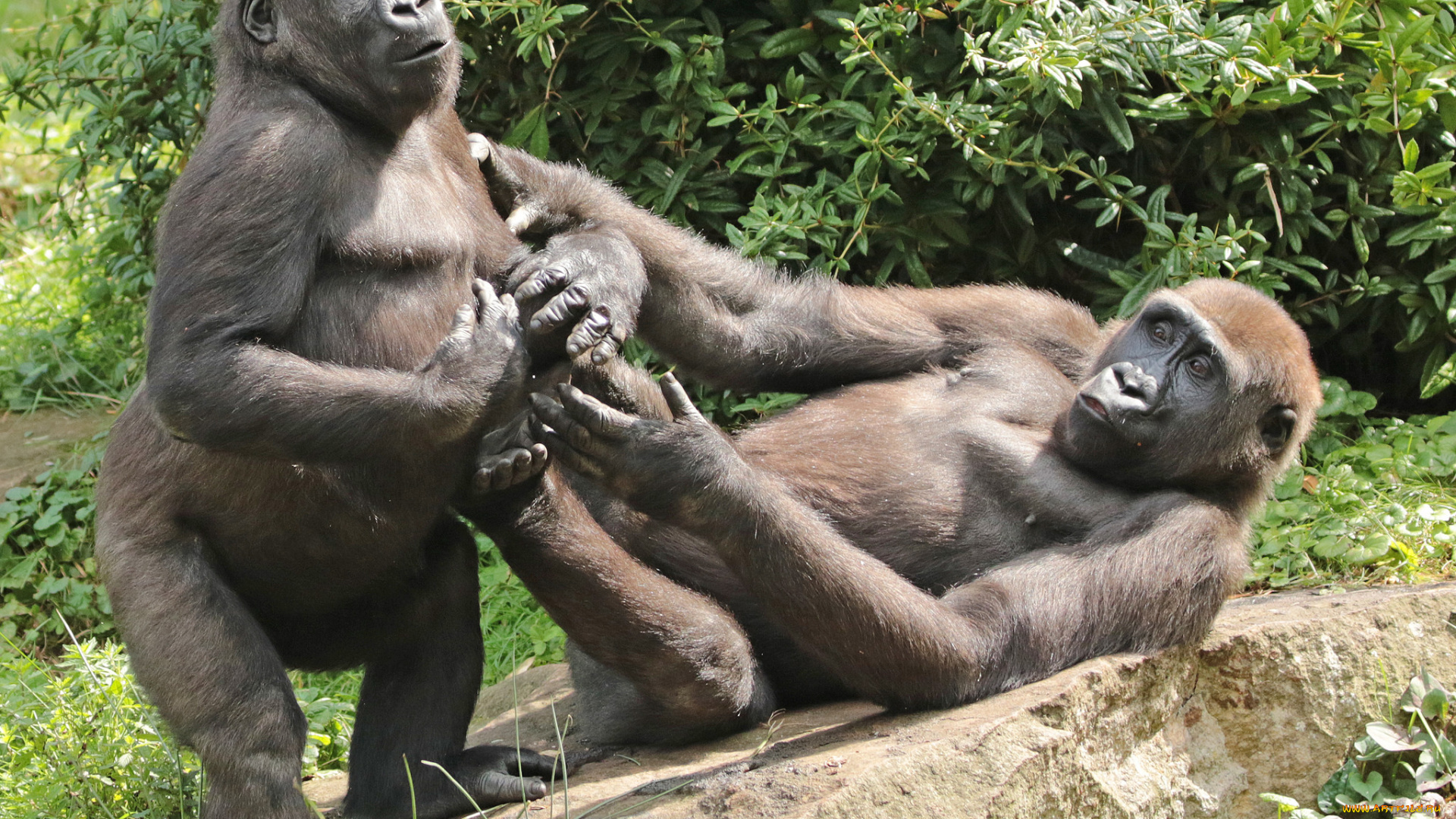 животные, обезьяны, обезьяна, животное, природа, зоо