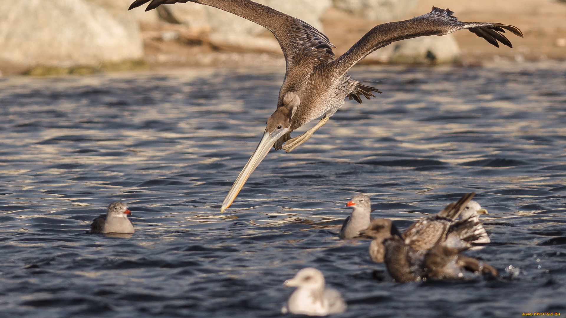 животные, пеликаны, птичка