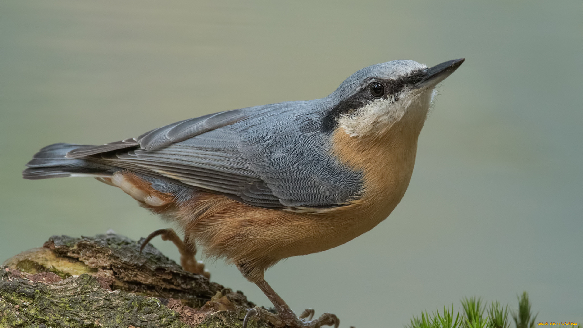 животные, поползни, птичка