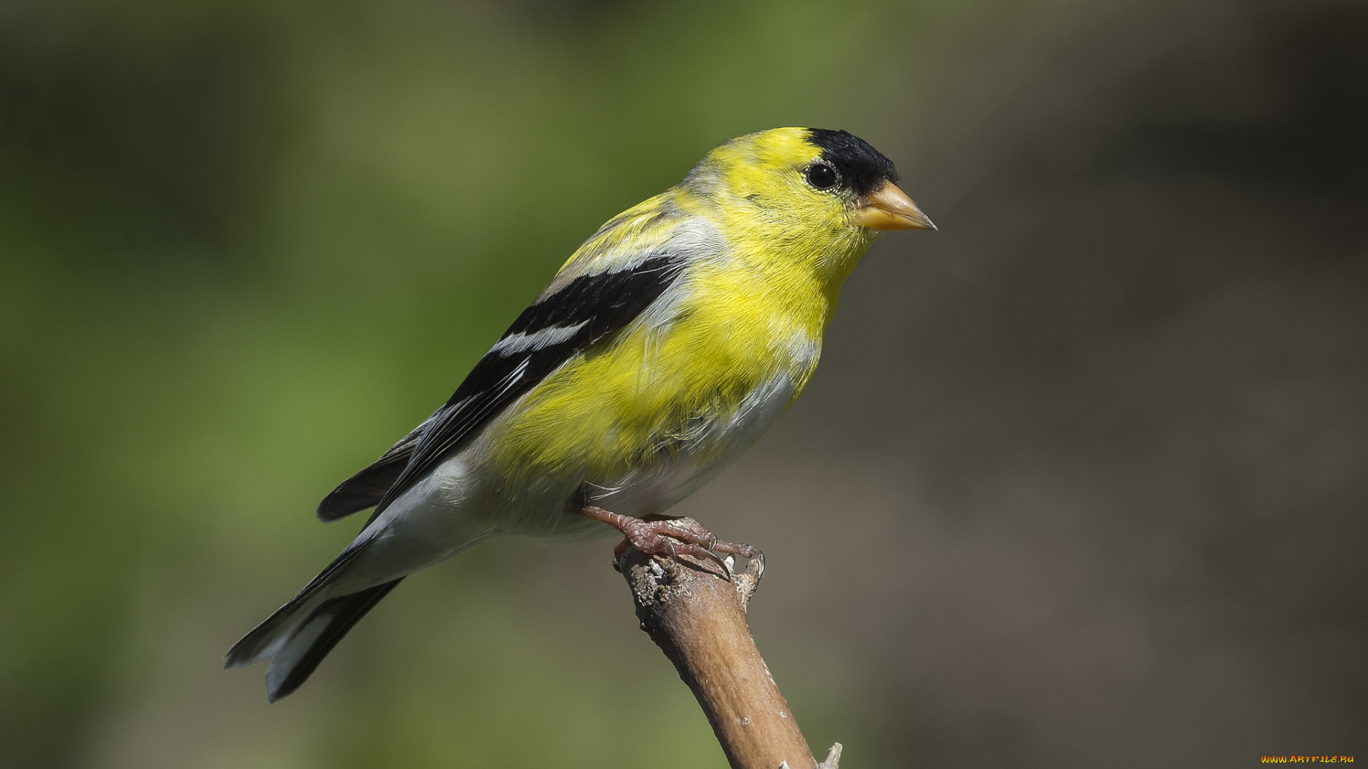 животные, птицы, птичка