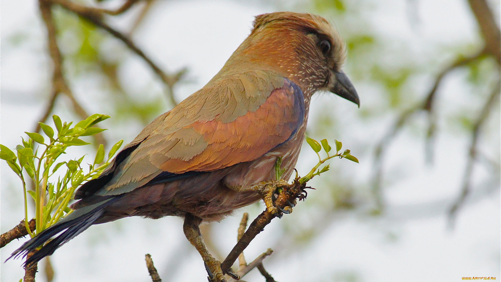 животные, птицы, птичка