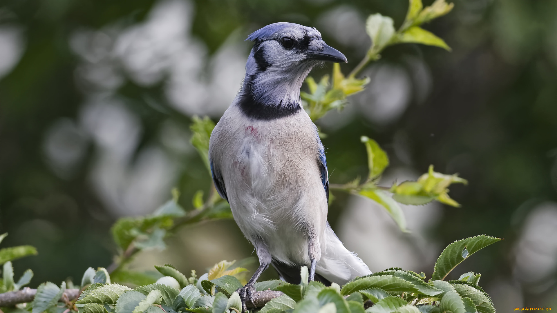 животные, птицы, птичка