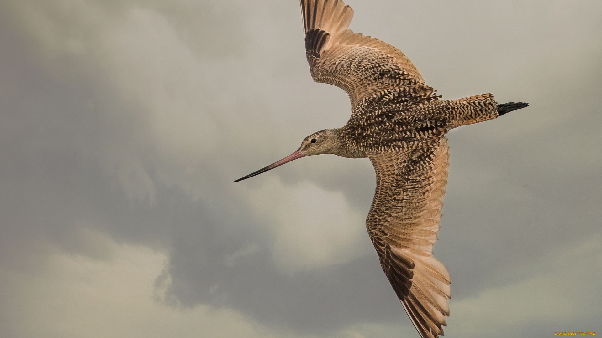 животные, птицы, птичка