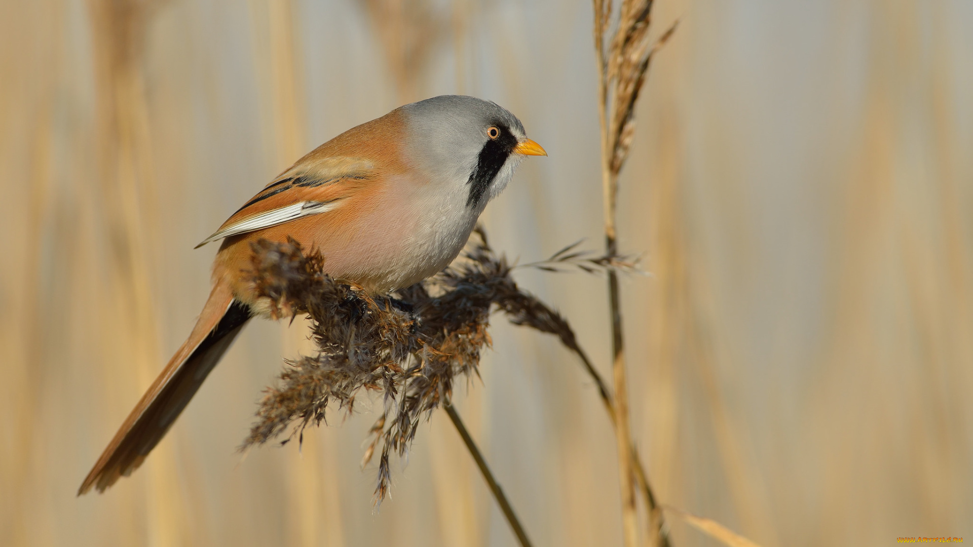 животные, птицы, птичка