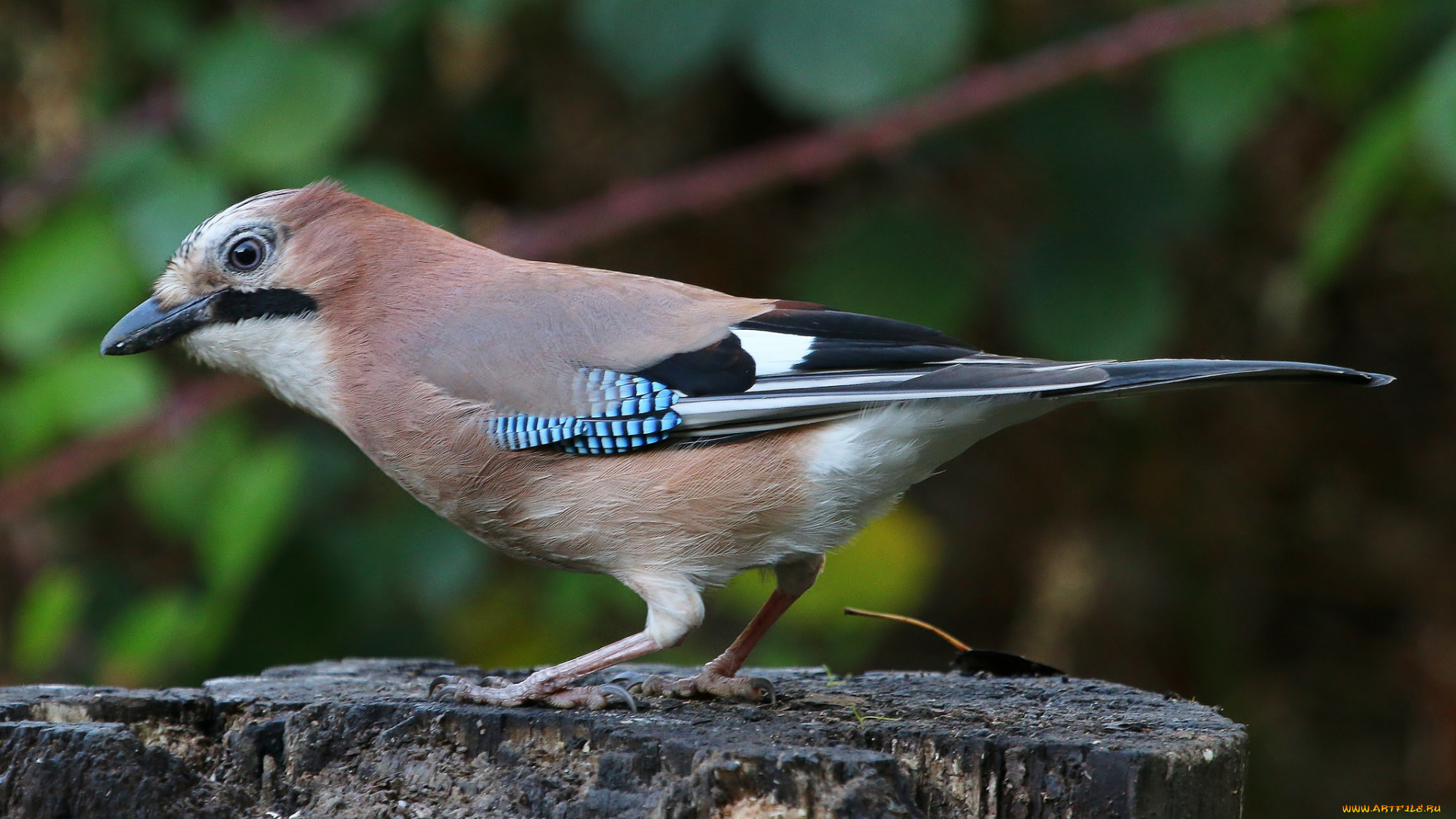 животные, птицы, птичка