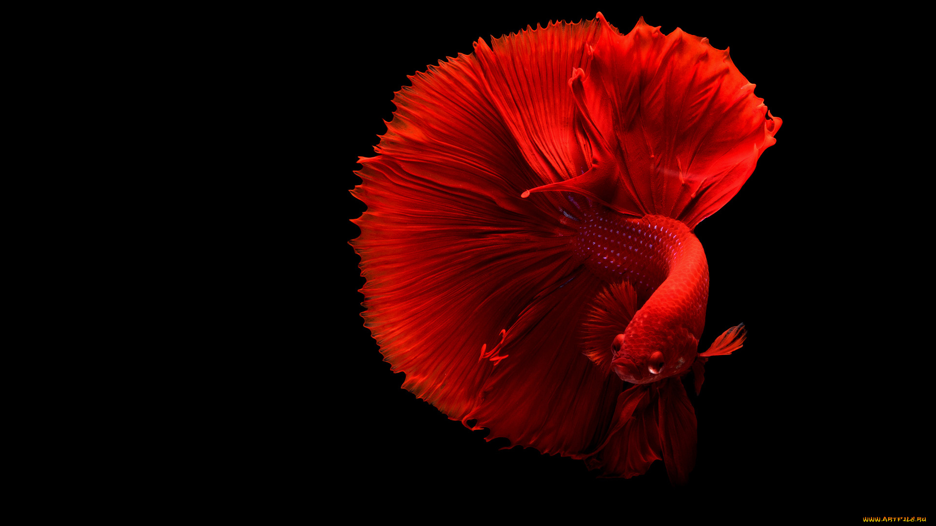 животные, рыбы, рыбка