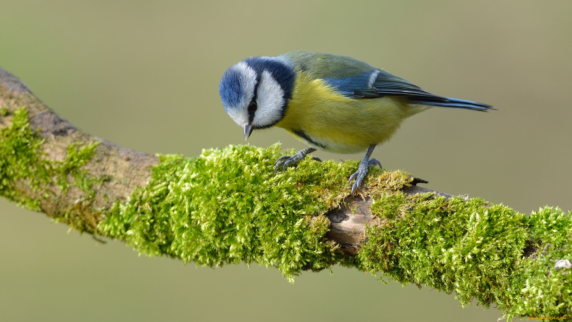 животные, синицы, , лазоревки, птичка