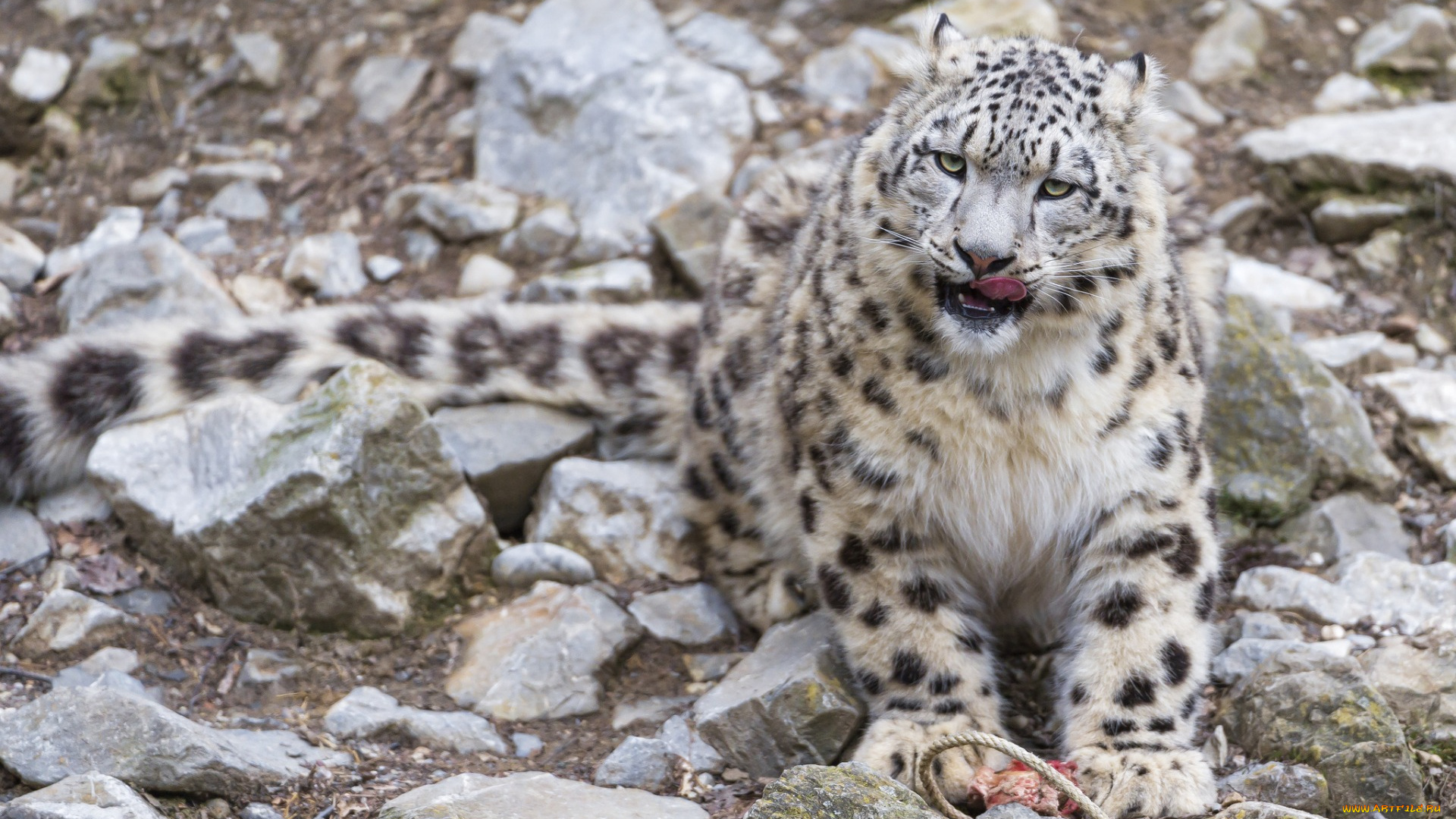 животные, снежный, барс, , ирбис, камни
