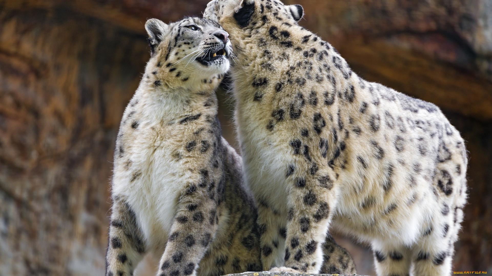 животные, снежный, барс, , ирбис, ласка, двое