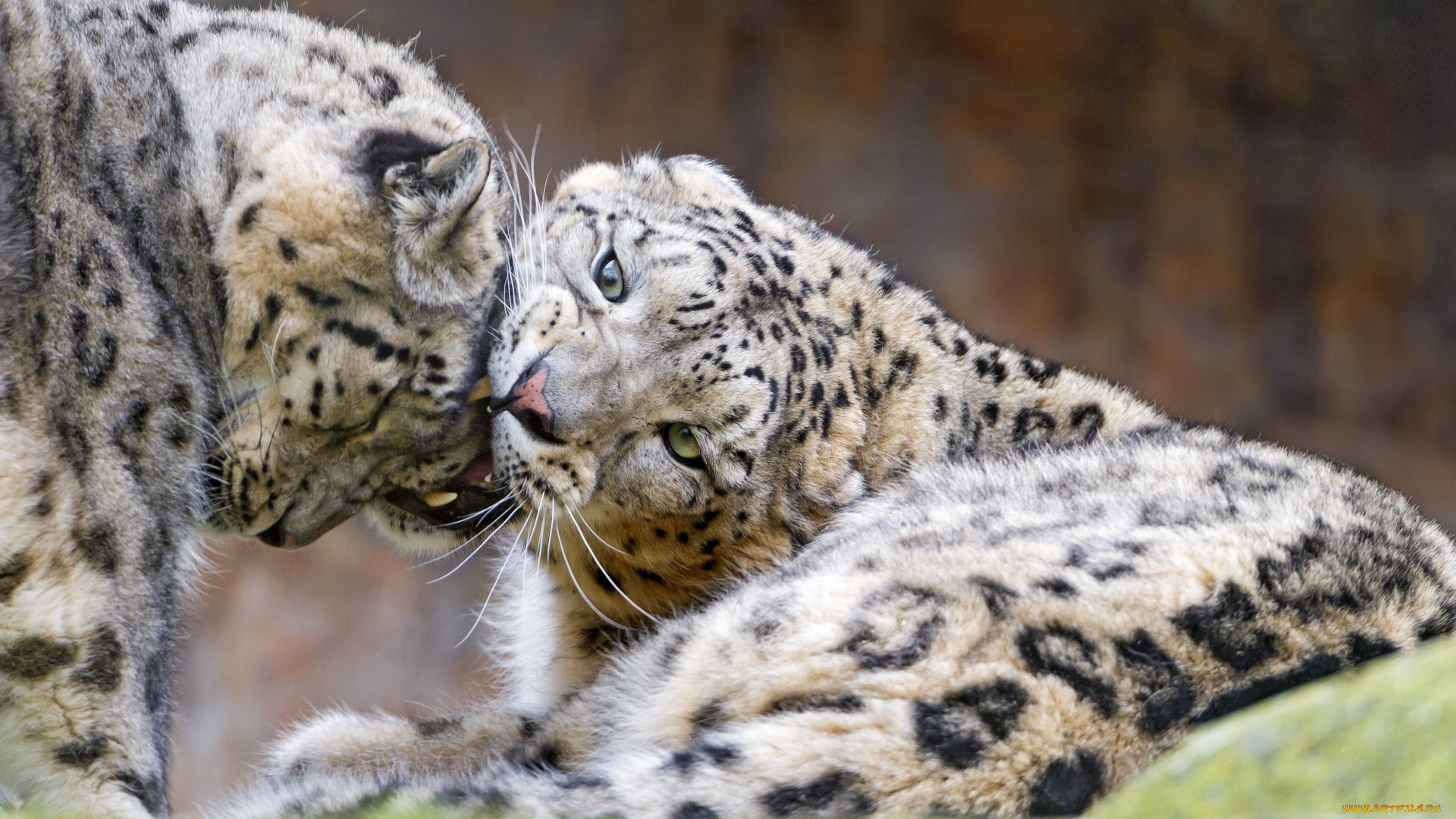 животные, снежный, барс, , ирбис, морда, двое