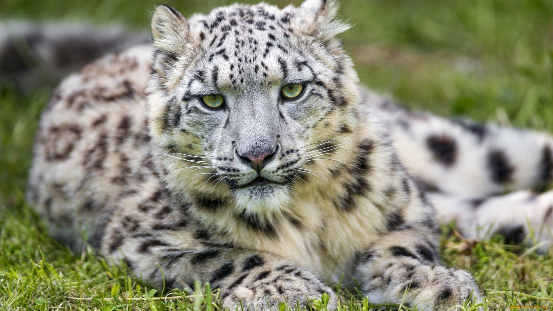 животные, снежный, барс, , ирбис, взгляд