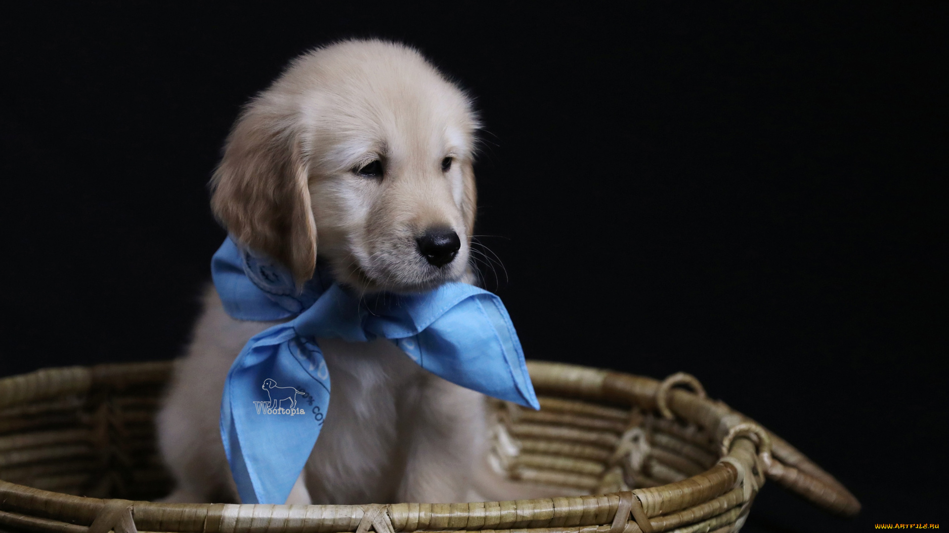 животные, собаки, корзина, косынка, фон, щенок, голден, ретривер, золотистый, собака