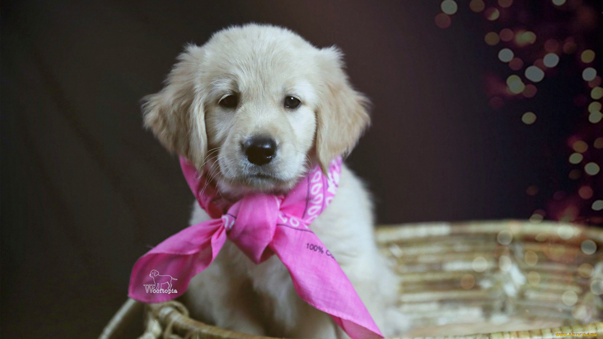 животные, собаки, корзина, косынка, щенок, голден, ретривер, золотистый, собака