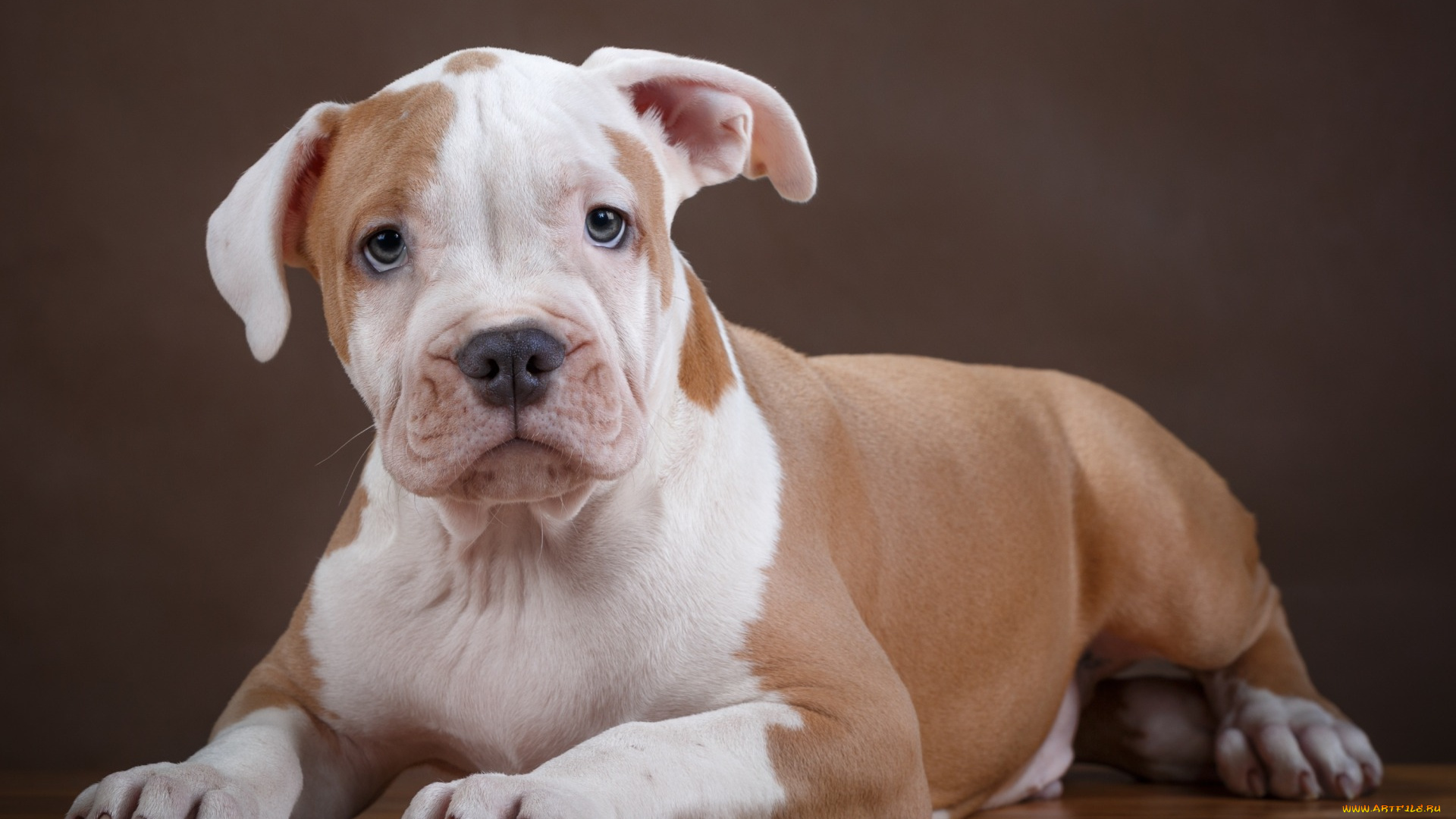 животные, собаки, пятнистый, щенок, питбуль